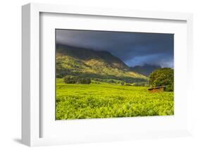 Tea Estate on Mount Mulanje, Malawi, Africa-Michael Runkel-Framed Photographic Print