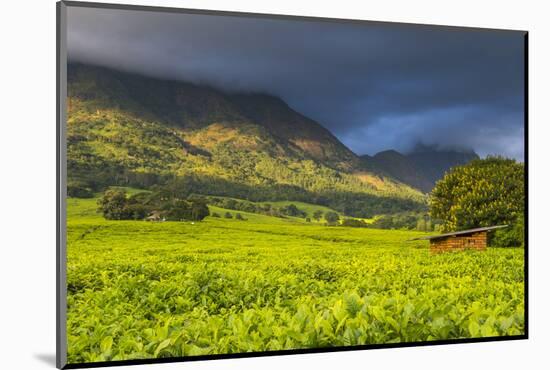 Tea Estate on Mount Mulanje, Malawi, Africa-Michael Runkel-Mounted Photographic Print