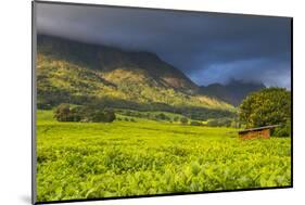 Tea Estate on Mount Mulanje, Malawi, Africa-Michael Runkel-Mounted Photographic Print