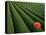 Tea Fields, Fuji, Honshu, Japan-Steve Vidler-Stretched Canvas