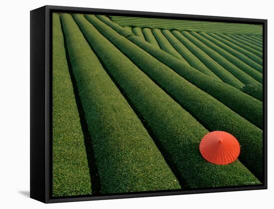 Tea Fields, Fuji, Honshu, Japan-Steve Vidler-Framed Stretched Canvas