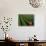 Tea Fields, Fuji, Honshu, Japan-Steve Vidler-Stretched Canvas displayed on a wall