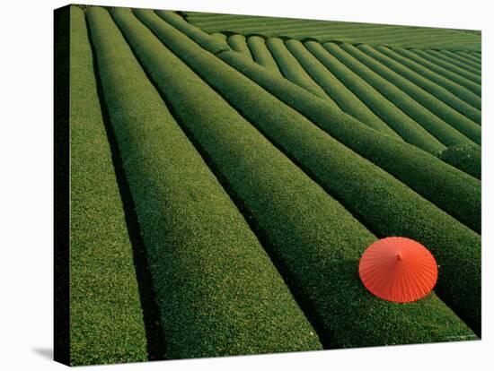 Tea Fields, Fuji, Honshu, Japan-Steve Vidler-Stretched Canvas