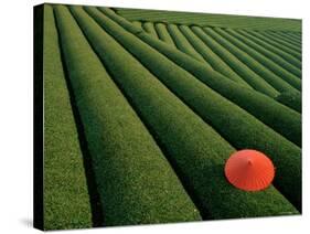 Tea Fields, Fuji, Honshu, Japan-Steve Vidler-Stretched Canvas