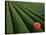 Tea Fields, Fuji, Honshu, Japan-Steve Vidler-Stretched Canvas