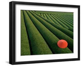 Tea Fields, Fuji, Honshu, Japan-Steve Vidler-Framed Premium Photographic Print