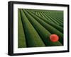 Tea Fields, Fuji, Honshu, Japan-Steve Vidler-Framed Premium Photographic Print