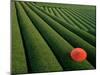 Tea Fields, Fuji, Honshu, Japan-Steve Vidler-Mounted Premium Photographic Print