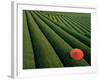 Tea Fields, Fuji, Honshu, Japan-Steve Vidler-Framed Photographic Print