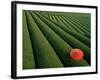 Tea Fields, Fuji, Honshu, Japan-Steve Vidler-Framed Photographic Print