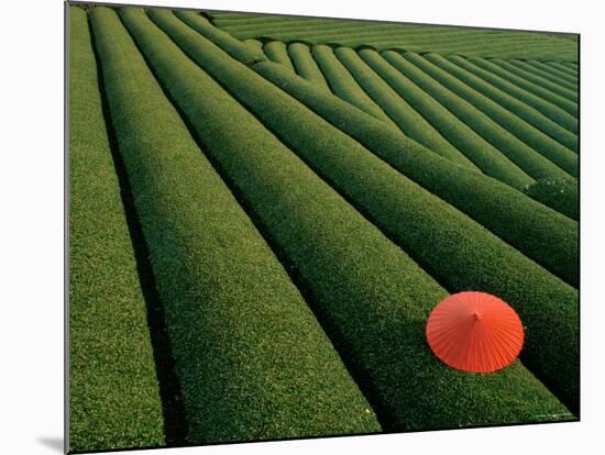 Tea Fields, Fuji, Honshu, Japan-Steve Vidler-Mounted Photographic Print