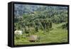 Tea Fields in Rize, Black Sea Region of Turkey-Ali Kabas-Framed Stretched Canvas