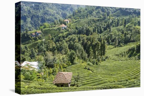 Tea Fields in Rize, Black Sea Region of Turkey-Ali Kabas-Stretched Canvas