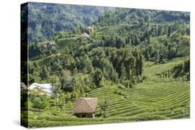 Tea Fields in Rize, Black Sea Region of Turkey-Ali Kabas-Stretched Canvas