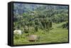 Tea Fields in Rize, Black Sea Region of Turkey-Ali Kabas-Framed Stretched Canvas