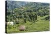 Tea Fields in Rize, Black Sea Region of Turkey-Ali Kabas-Stretched Canvas