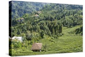 Tea Fields in Rize, Black Sea Region of Turkey-Ali Kabas-Stretched Canvas