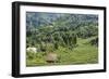 Tea Fields in Rize, Black Sea Region of Turkey-Ali Kabas-Framed Photographic Print