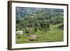 Tea Fields in Rize, Black Sea Region of Turkey-Ali Kabas-Framed Photographic Print