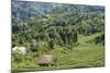 Tea Fields in Rize, Black Sea Region of Turkey-Ali Kabas-Mounted Photographic Print