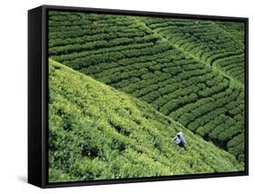 Tea Fields, Nuwara Eliya, Sri Lanka-Steve Vidler-Framed Stretched Canvas