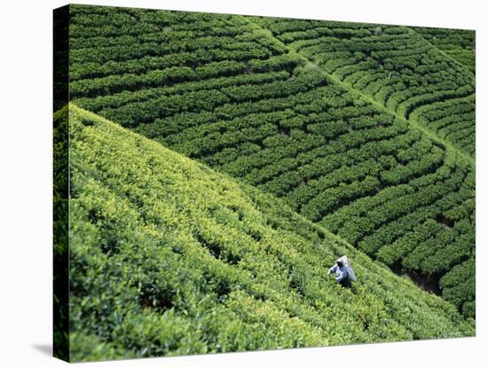 Tea Fields, Nuwara Eliya, Sri Lanka-Steve Vidler-Stretched Canvas