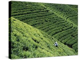 Tea Fields, Nuwara Eliya, Sri Lanka-Steve Vidler-Stretched Canvas