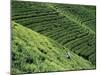 Tea Fields, Nuwara Eliya, Sri Lanka-Steve Vidler-Mounted Photographic Print