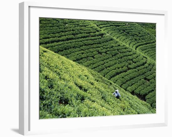 Tea Fields, Nuwara Eliya, Sri Lanka-Steve Vidler-Framed Photographic Print