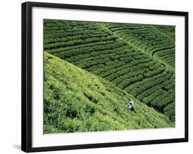 Tea Fields, Nuwara Eliya, Sri Lanka-Steve Vidler-Framed Photographic Print