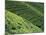 Tea Fields, Nuwara Eliya, Sri Lanka-Steve Vidler-Mounted Photographic Print