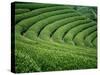 Tea Garden-null-Stretched Canvas