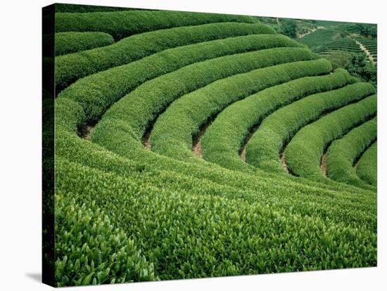 Tea Garden-null-Stretched Canvas