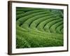 Tea Garden-null-Framed Photographic Print