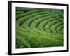 Tea Garden-null-Framed Photographic Print