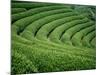 Tea Garden-null-Mounted Photographic Print