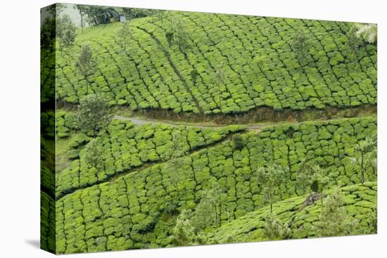 Tea Gardens, Devikulam, Munnar, Kerala, India, Asia-Balan Madhavan-Stretched Canvas