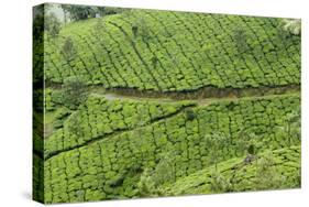 Tea Gardens, Devikulam, Munnar, Kerala, India, Asia-Balan Madhavan-Stretched Canvas