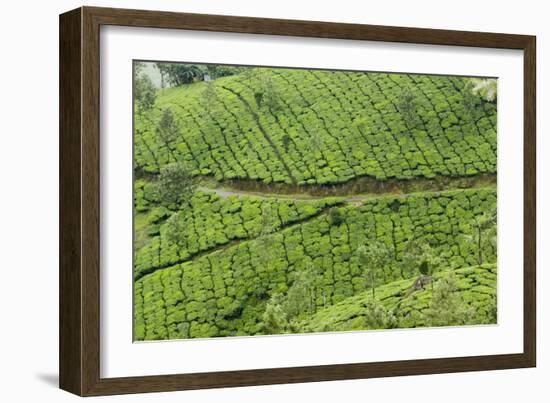 Tea Gardens, Devikulam, Munnar, Kerala, India, Asia-Balan Madhavan-Framed Photographic Print