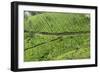 Tea Gardens, Devikulam, Munnar, Kerala, India, Asia-Balan Madhavan-Framed Photographic Print