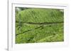 Tea Gardens, Devikulam, Munnar, Kerala, India, Asia-Balan Madhavan-Framed Photographic Print