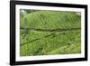 Tea Gardens, Devikulam, Munnar, Kerala, India, Asia-Balan Madhavan-Framed Photographic Print