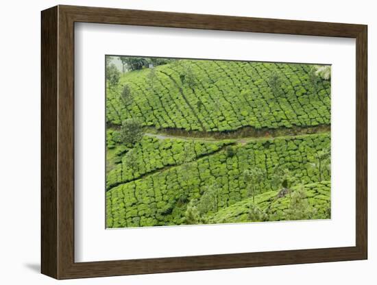 Tea Gardens, Devikulam, Munnar, Kerala, India, Asia-Balan Madhavan-Framed Photographic Print