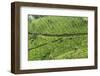 Tea Gardens, Devikulam, Munnar, Kerala, India, Asia-Balan Madhavan-Framed Photographic Print