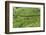 Tea Gardens, Devikulam, Munnar, Kerala, India, Asia-Balan Madhavan-Framed Photographic Print