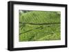 Tea Gardens, Devikulam, Munnar, Kerala, India, Asia-Balan Madhavan-Framed Photographic Print