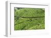 Tea Gardens, Devikulam, Munnar, Kerala, India, Asia-Balan Madhavan-Framed Photographic Print