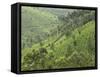 Tea Gardens in Devikulam, Kerala, India, Asia-null-Framed Stretched Canvas