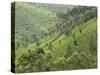 Tea Gardens in Devikulam, Kerala, India, Asia-null-Stretched Canvas