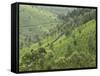 Tea Gardens in Devikulam, Kerala, India, Asia-null-Framed Stretched Canvas